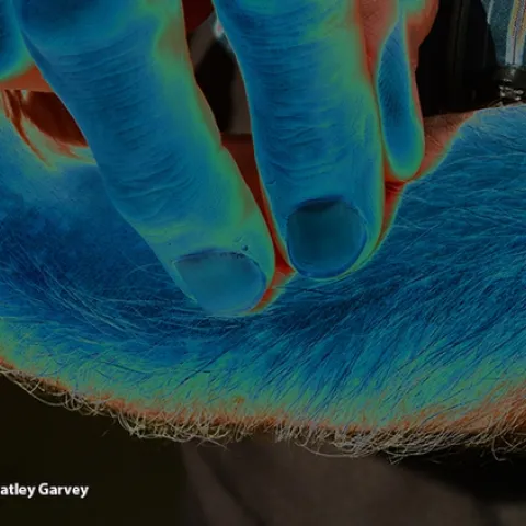 Approximately 50 million Americans (20 percent of the population) suffer from chronic pain, according to the Centers for Disease Control and Prevention. (Photo by Kathy Keatley Garvey)