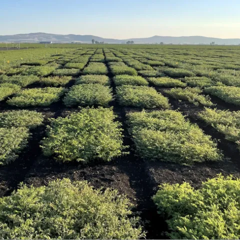 Green squares of garbanzo bean plants