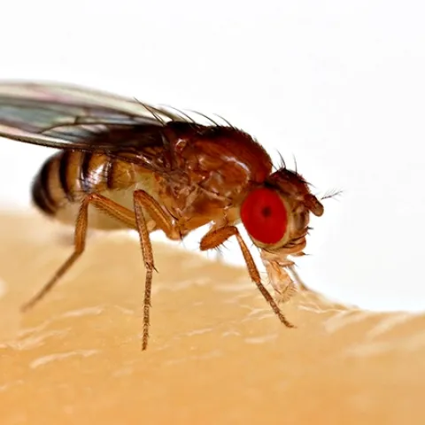 A fruit fly, Drosophila melanogaster, feeding on a banana. (Photo by Sanjay Acharya, Wikipedia)