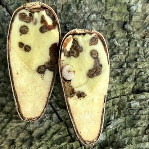 Valley oak acorn infested with an acorn weevil.
