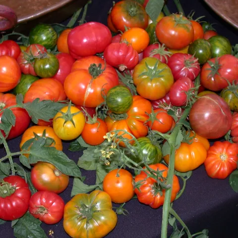 Tomato fest Karen Schaffer