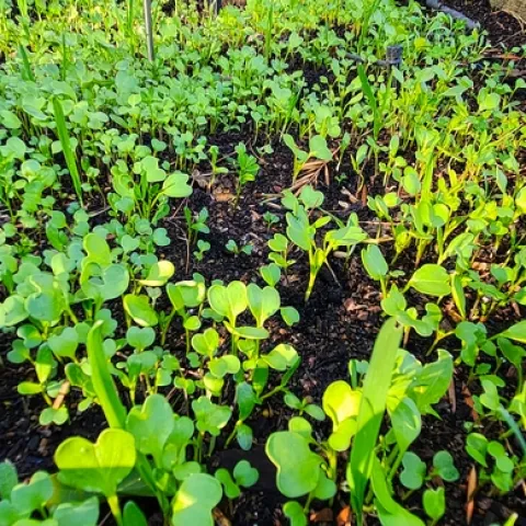Cover Crop Seedlings in Garden Bed 2 - Al Alvarado
