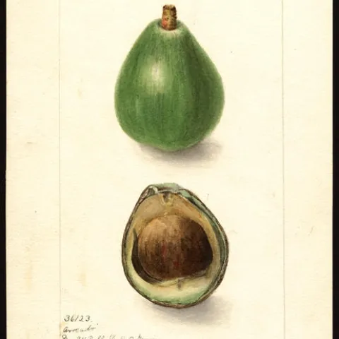 avocado saeedling painting