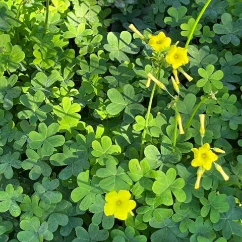 Oxalis is an aggressive spreader that is very difficult to control. J.C. Lawrence
