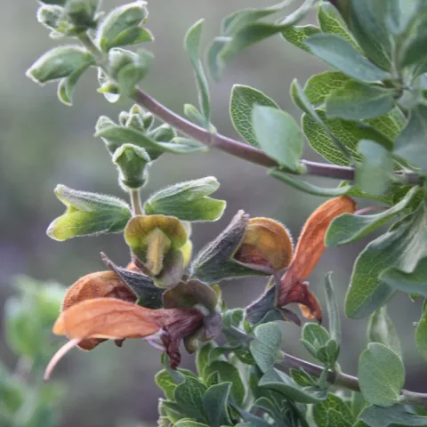 Salvia african-lutea. photo by Jennifer Baumbach