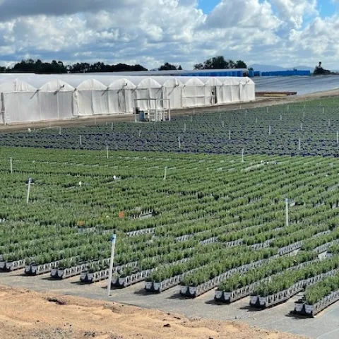 Hectáreas y más hectáreas de plantas ornamentales constituyen gran parte del cultivo del sur de California.