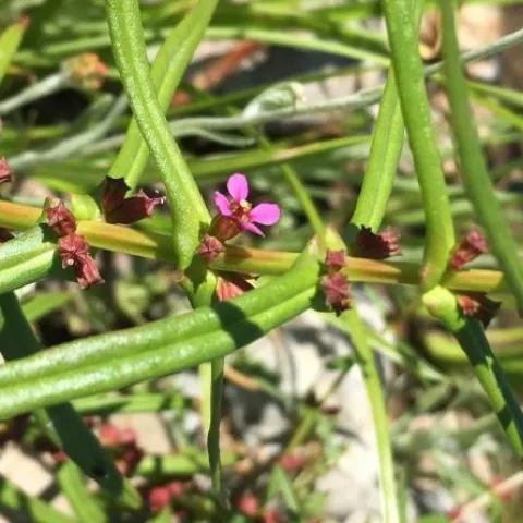 Figure 2. Redstem (Ammania coccinea), photo by Jennifer Mo., 2019.