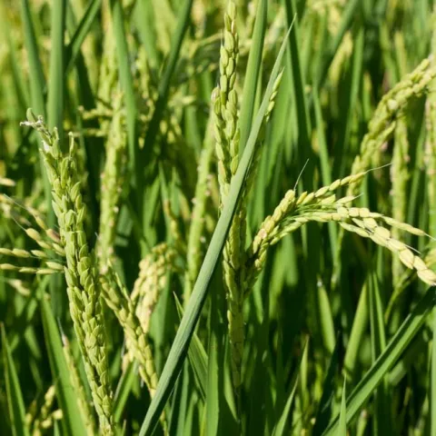 Rice (photo: Brad Hooker)