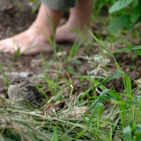 In the footsteps of giants by Bruce Guenter is licensed under CC BY 2.0.