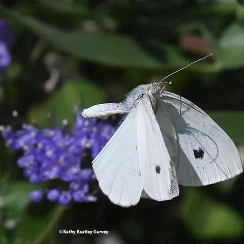 The cabbage white butterfly, Pieris rapae, is white with small black dots on its wings. (Photo by Kathy Keatley Garvey)