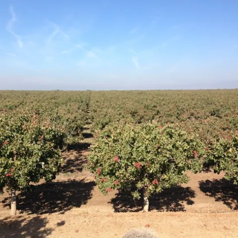 pistachios as far as you can see