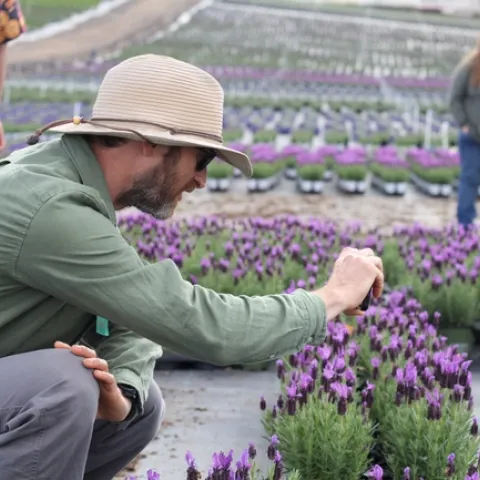 A man is hunched next to a bed of lavender flowers, taking a photo of the flowers.