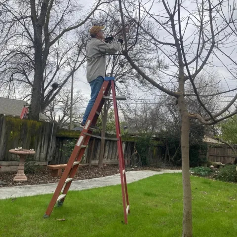 Man on a ladder pruning a deciduous tree.
