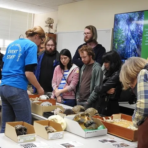 Anthropology Museum: Attendees check out the displays and ask questions. (Photo by Kathy Keatley Garvey)