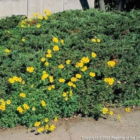 Photo of Oxalis in a garden