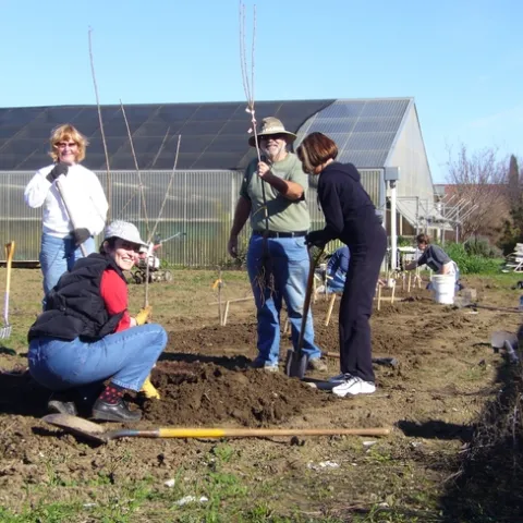 Master Gardeners Planting Bare Root Fruit Trees