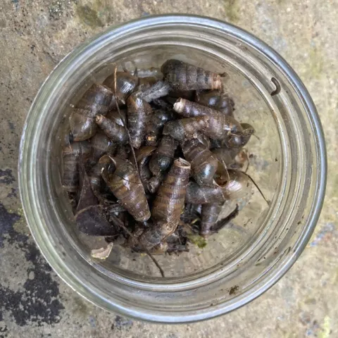 Decollate snails collected in Gary Woods' yard for distribution at the Children's Garden. (Photos: Jeannette Warnert)