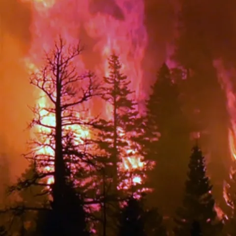 With few ladder fuels and lower fuels loads, fire is less likely to jump from ground to canopy. Photo credit: UC Merced Newsroom.