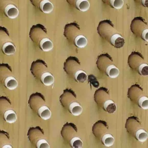 Mason bee approaching nesting tubes made of paper. Tom Hansen