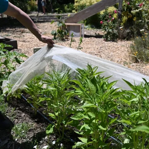 A person holding up a white protective netting on pepper plants.