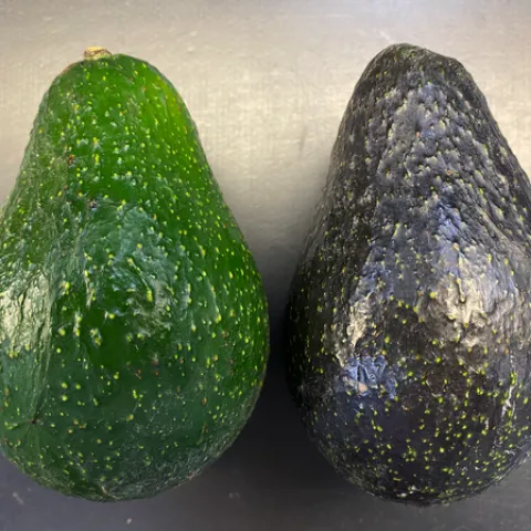 Una fila de aguacates 'Hass' (arriba) y una de aguacates 'Luna UCR' (abajo) para comparar.