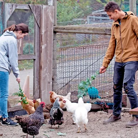 Se urge a los dueños de aves de corral que las protejan de la gripa aviar. Embajadores del programa juvenil 4-H alimentan a gallinas del Rancho Elkus. Fotografía por Evett Kilmartin