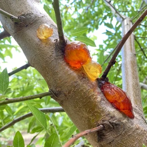 Empezando alrededor de la época de floración a mediados de febrero, los agricultores de almendra deben revisar tallos jóvenes y heridas de poda por signos de bolas de goma y crancos y verificar el diagnóstico con su asesor local de huertos. Fotografía por Alejandro Hernández