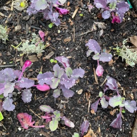 Tree collards. photo by Cindy Yee