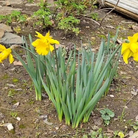 photo by Nancy Forrest