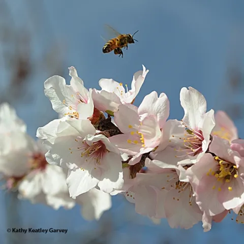A honey bee buzzes over an almond branch on its way to pollinate another blossom. (Photo by Kathy Keatley Garvey)