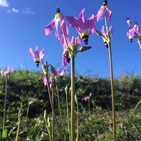 Shooting stars, or Dodecatheon clevelandii; pink blooms reach for the blue sky