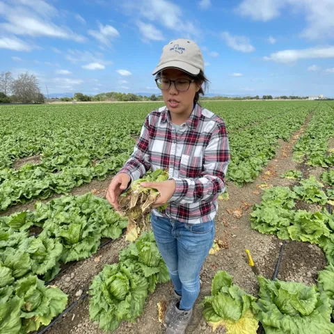 Yu-Chen, wearing a UC IPM hat, stands in a lettuce field holding a bunch of lettuce