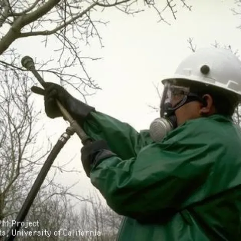 Person in protective gear applies pesticide to a tree.