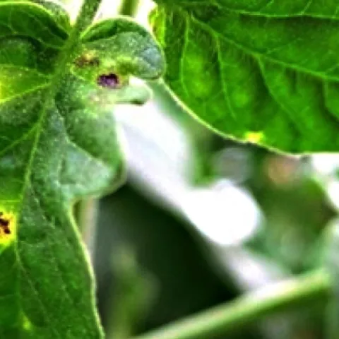 Tomato spotted wilt virus. (Photo courtesy of UC Davis distinguished professor Diane Ullman)