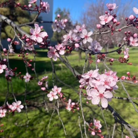 It's blossom season in Fresno County. (Photos: Jeannette Warnert)