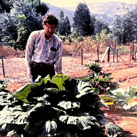 Vincent Lazaneo en un campo de fresas ruibarbo rojo (1983). Fotografía cortesía de Jardineros Maestros de UC del condado de San Diego.