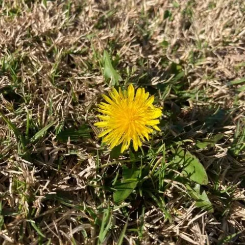 Frequent mowing helps prevent dandelions from producing and disbursing seed. (Photo: Jeannette Warnert)