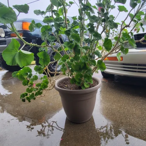 photo by Lindi Houser