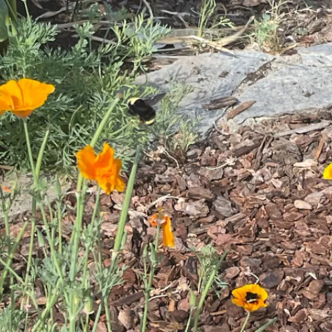 Photo shows bees on a California poppy plant