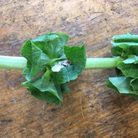 photos by Heather Hamilton