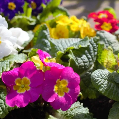 photos by Joy Humphrey