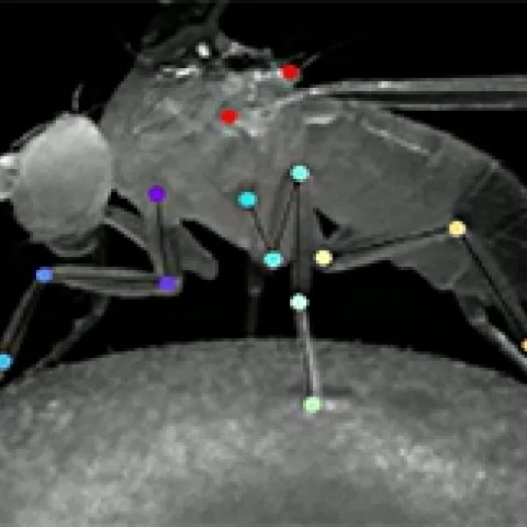 Neuronal network showing walking points of a fruit fly. (Image from the Salil Bidaye lab)