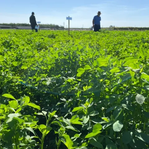 Cover crop with two men blurred in the background.