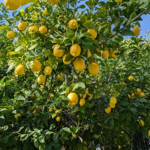 photos by Nanelle Jones-Sullivan