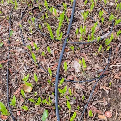 Spaghetti tubing in a patch of Chinese Hardy Orchids. Jeanette Alosi