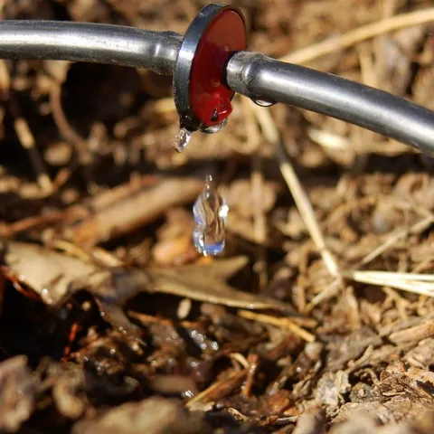Drip irrigation is the ideal way to water roses. (Photo: Joby Elliott, Flickr)