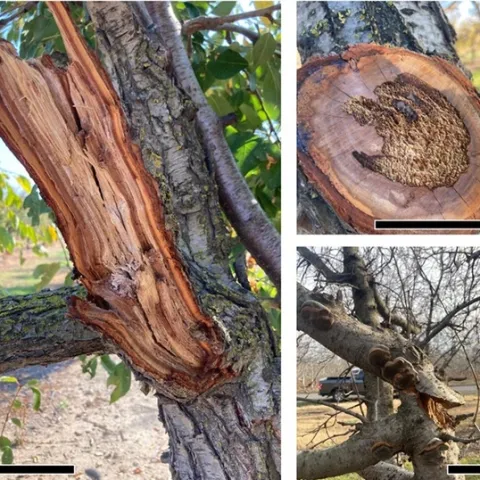 Figure 1: Symptoms of advanced Phellinus pomaceus infection, showing white rot internal decay of heartwood. Scale bars 10 cm.
