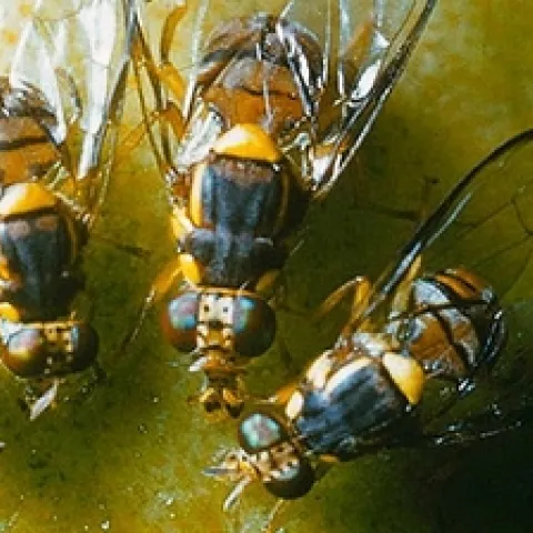 oriental fruit fly five sisters