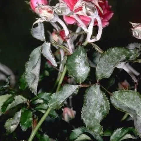 Pink rose and leaves covered in a white substance.