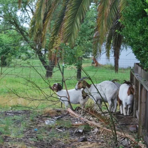Four brown and white goats stand in a corner of a pen under a palm tree.